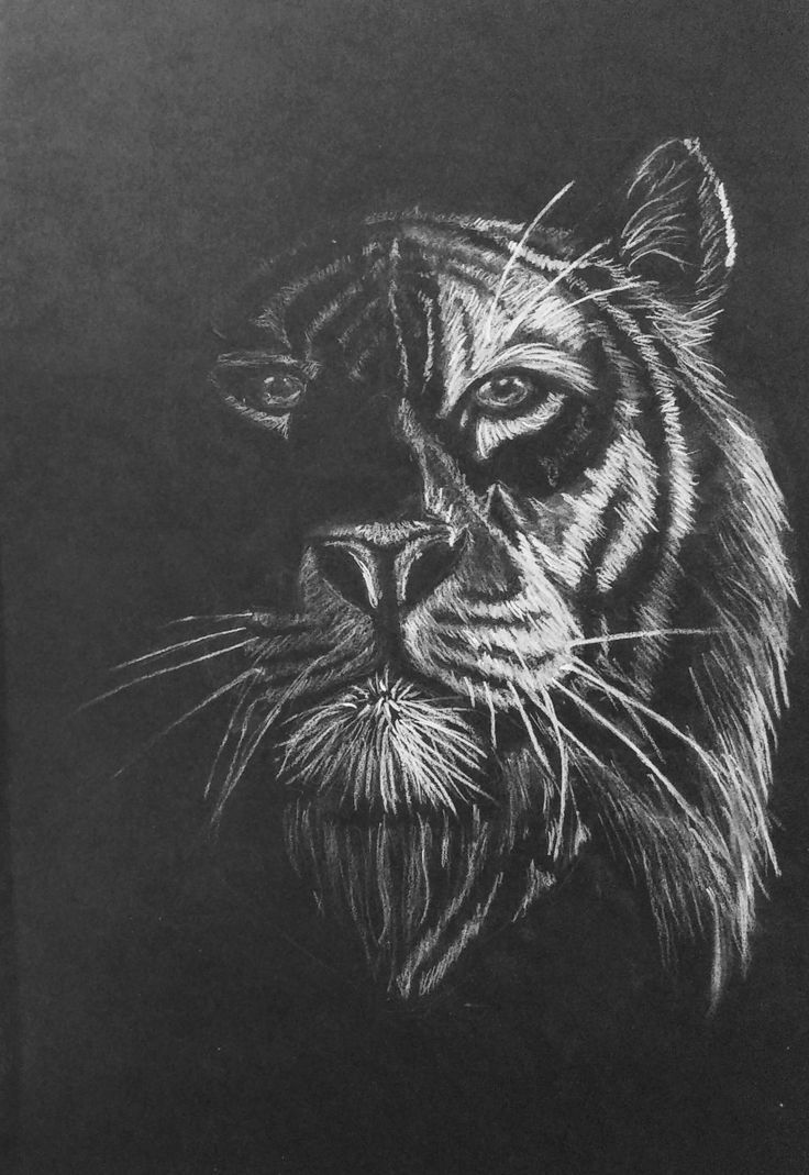 a black and white drawing of a tiger's face with long whiskers