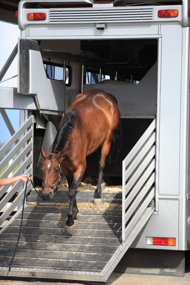 a brown horse standing in the doorway of a trailer with it's head down