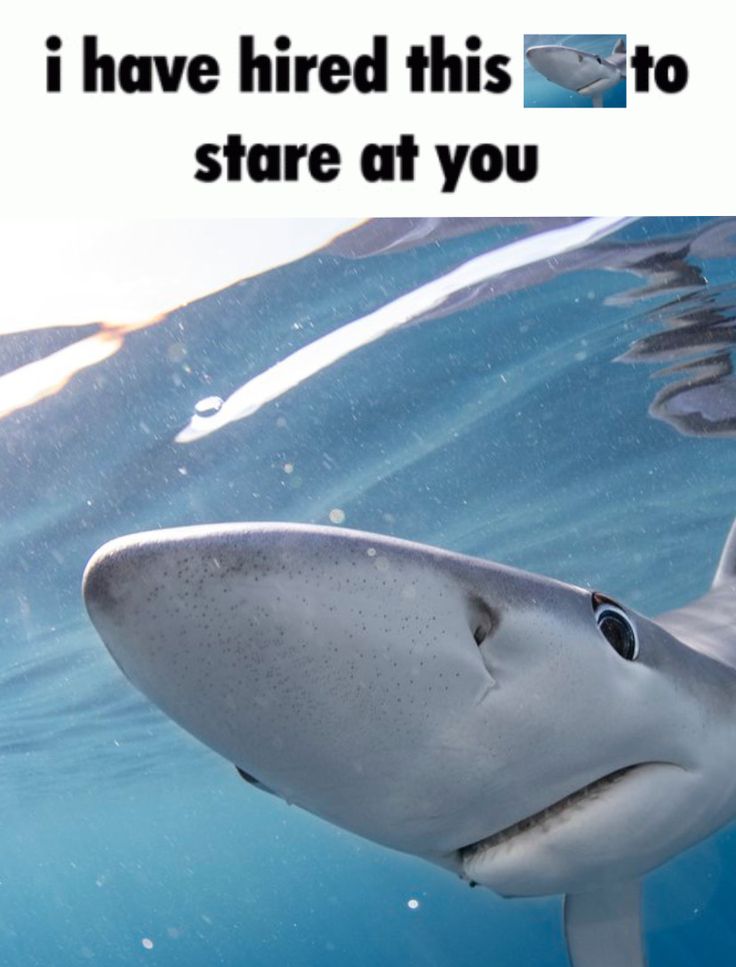 a shark swimming in the ocean with caption that reads, i have fired this to stare at you