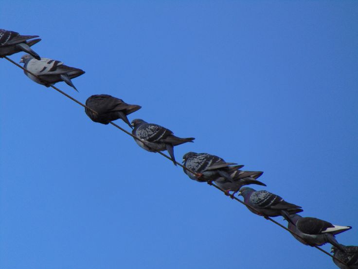 several birds sitting on top of a power line with blue sky in the back ground