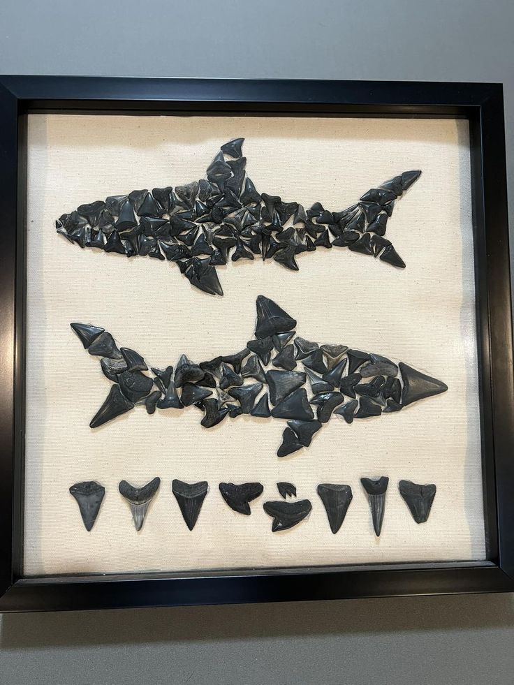 two framed pictures with different shapes and sizes of shark toothfishs in black frames