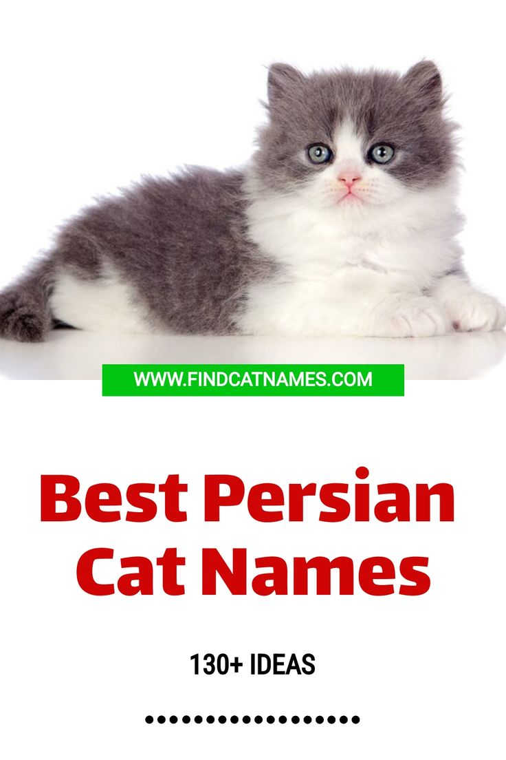 a gray and white cat laying down with the caption best persian cat names