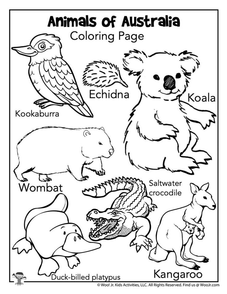 the animals of australia coloring page