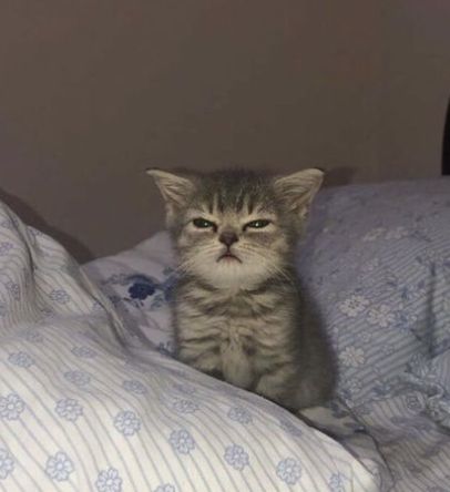 a small kitten sitting on top of a bed covered in blue and white sheets, staring at the camera