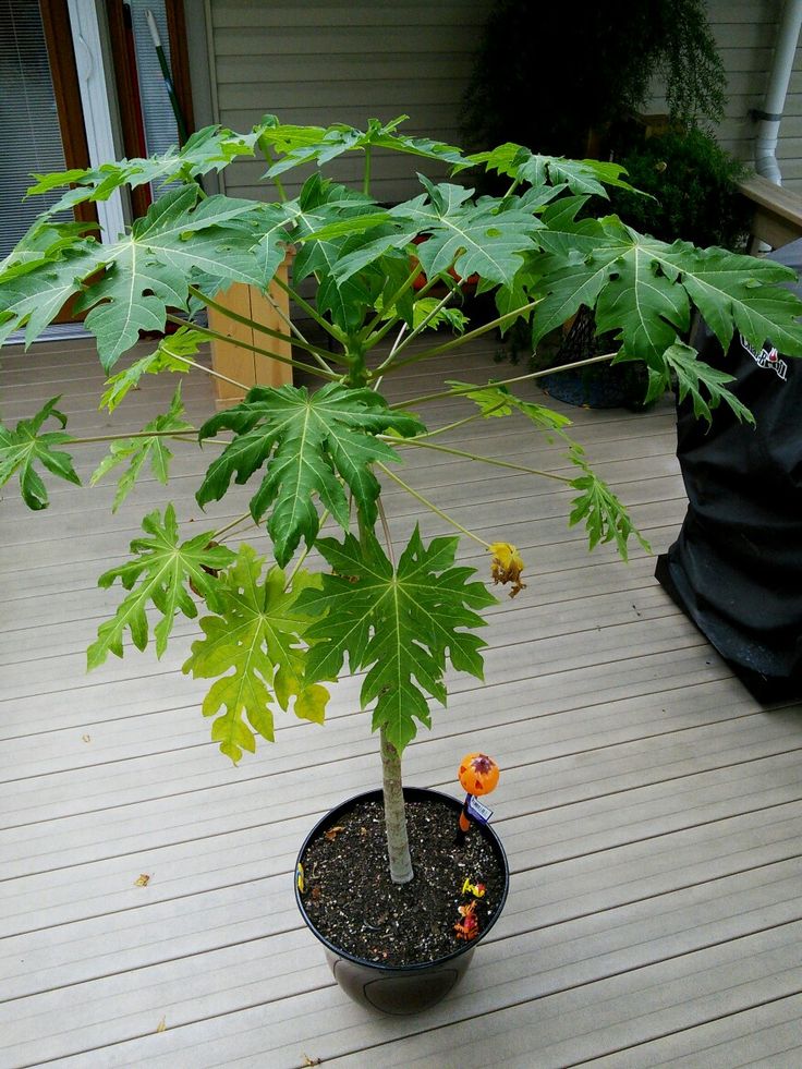 a potted plant sitting on top of a wooden deck