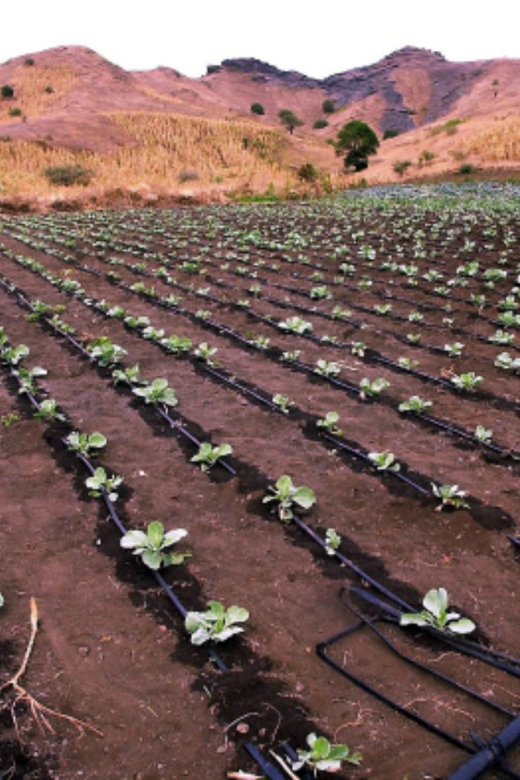 rows of green plants growing in the dirt