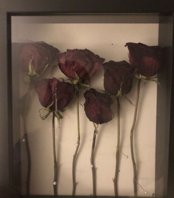 five red roses are in a shadow box