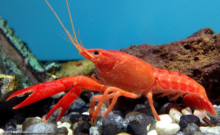 a close up of a red shrimp in an aquarium