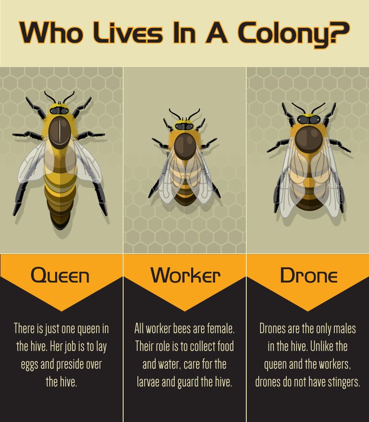 three bees with different jobs on them and the words, who lives in a colony?