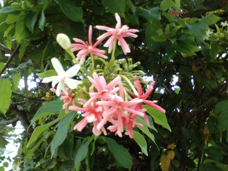 pink and white flowers are blooming on the tree