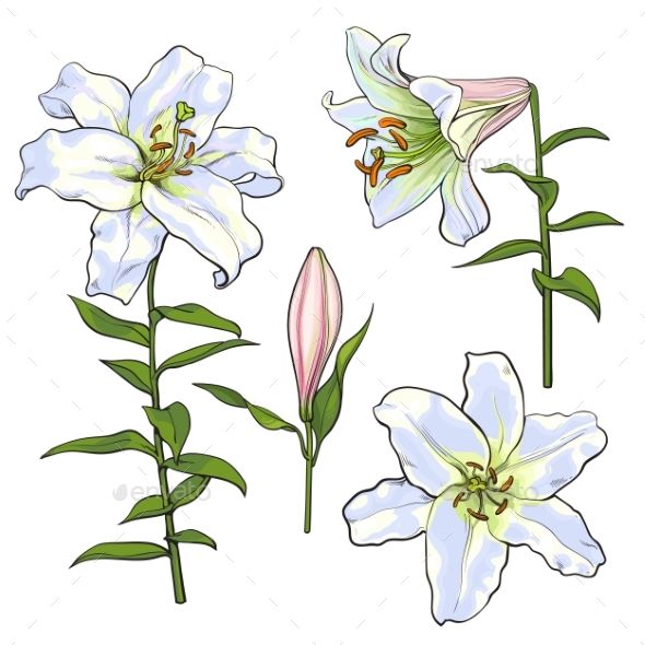 three white lilies with green leaves on a white background - flowers & plants nature