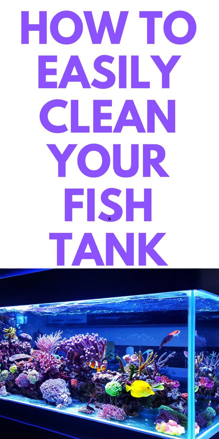 an aquarium with the words how to easily clean your fish tank in purple and blue