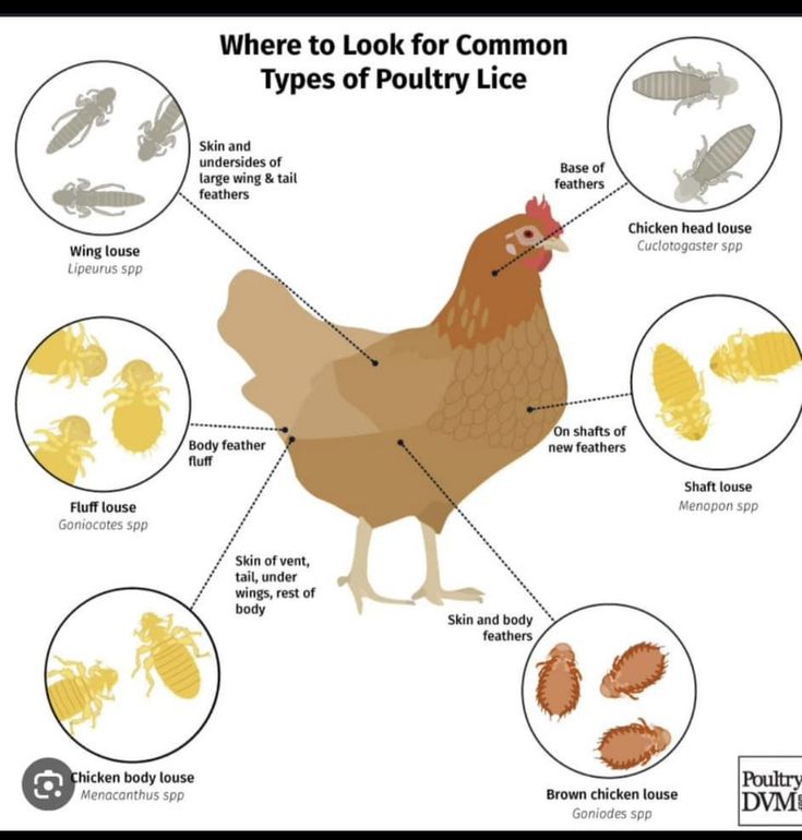 the different types of poultrys and bugs