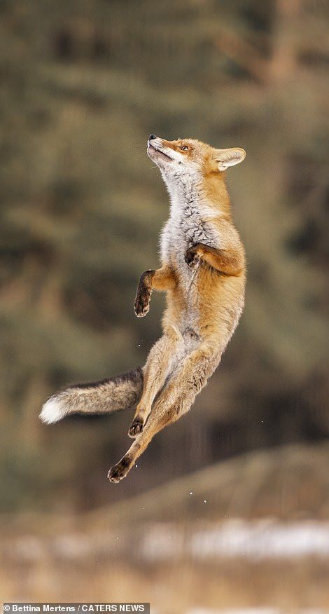 a fox jumping in the air with its front paws out