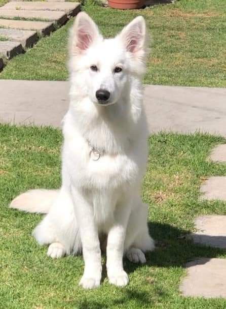 a white dog is sitting in the grass