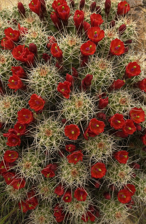 a large red flowered cactus with green leaves