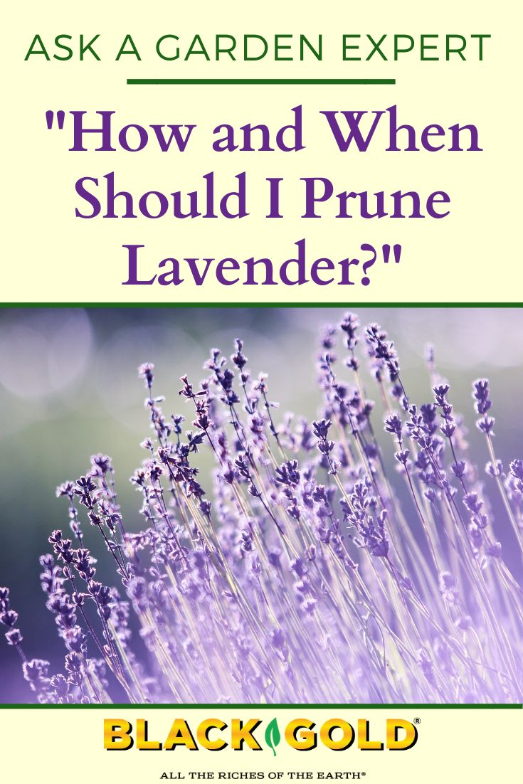 the book cover for ask a garden expert how and when should i prune lavender?