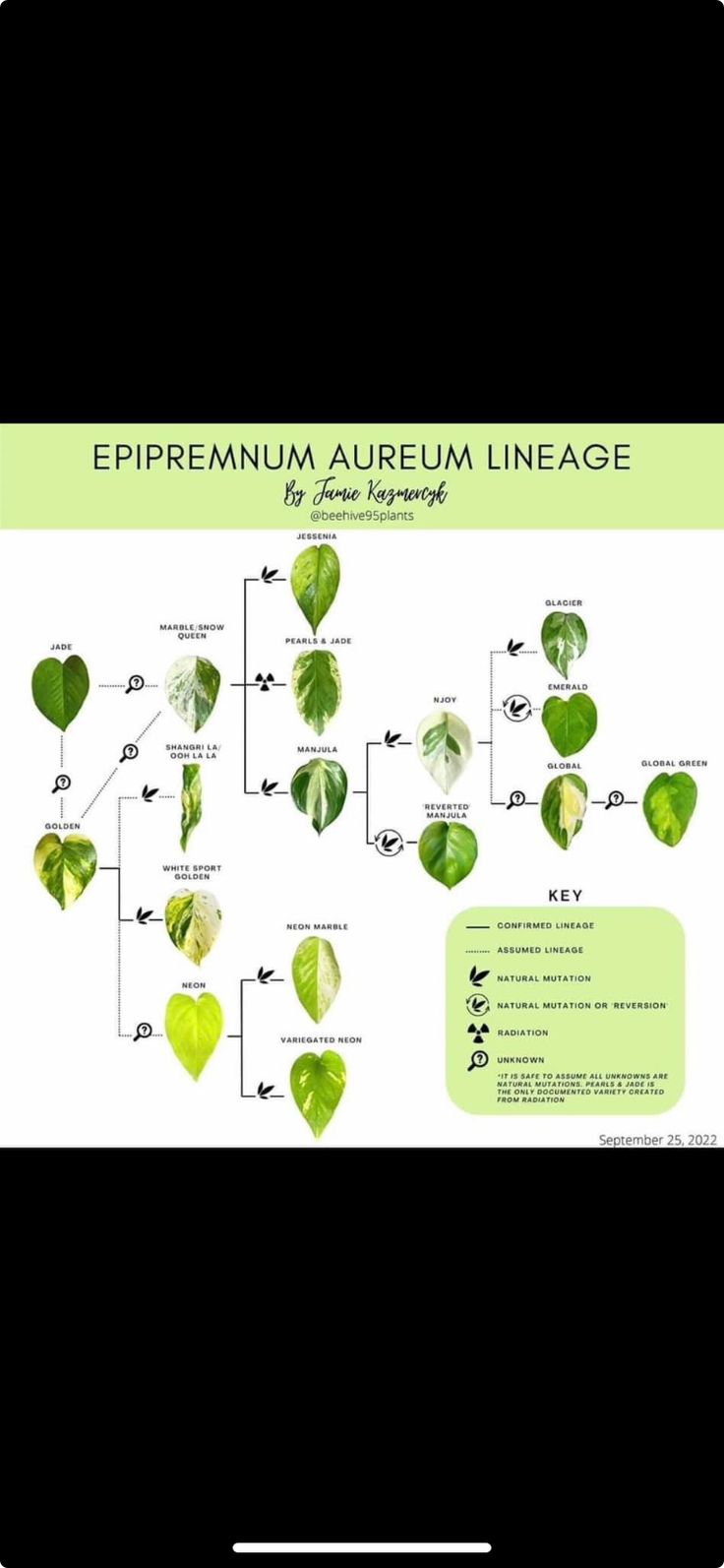 an image of a plant life cycle on a cell phone screen with the words epremnuma auraum lineage