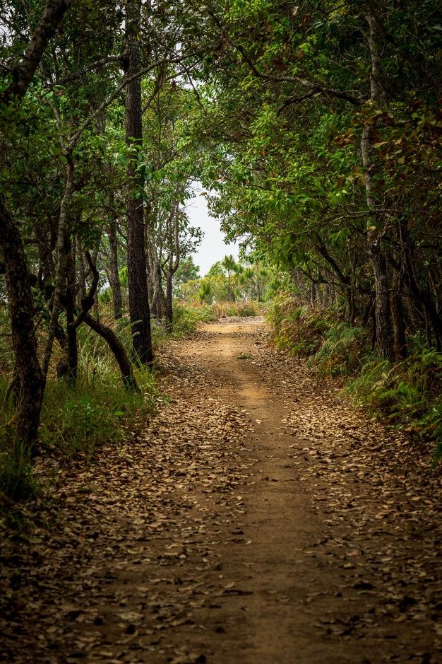 a dirt path in the middle of some trees and leaves on both sides of it