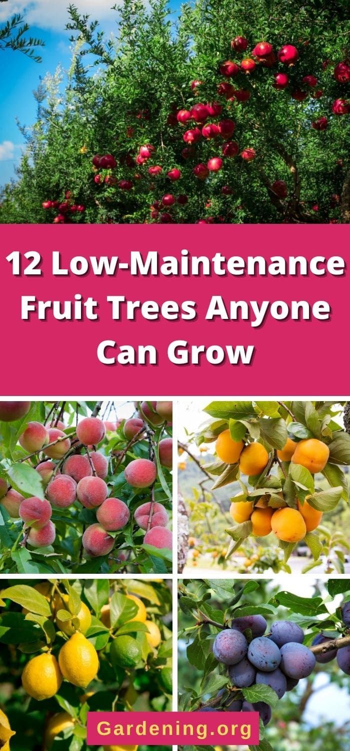 several pictures of fruit trees with the words, low maintenance fruit trees anyone can grow