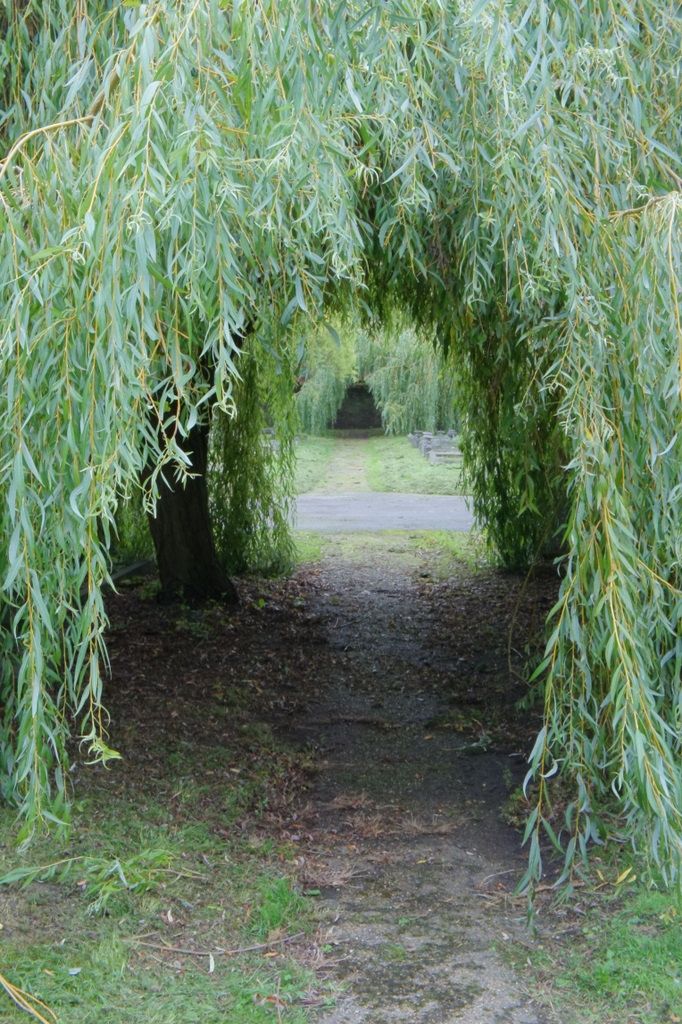 an archway made out of branches in the middle of a park