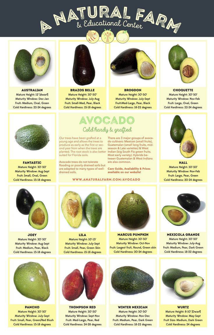 an avocado poster showing the different types of fruit