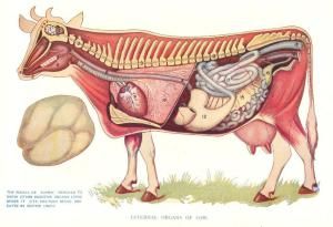 an illustration of a cow's anatomy showing the rib cage and its external organs