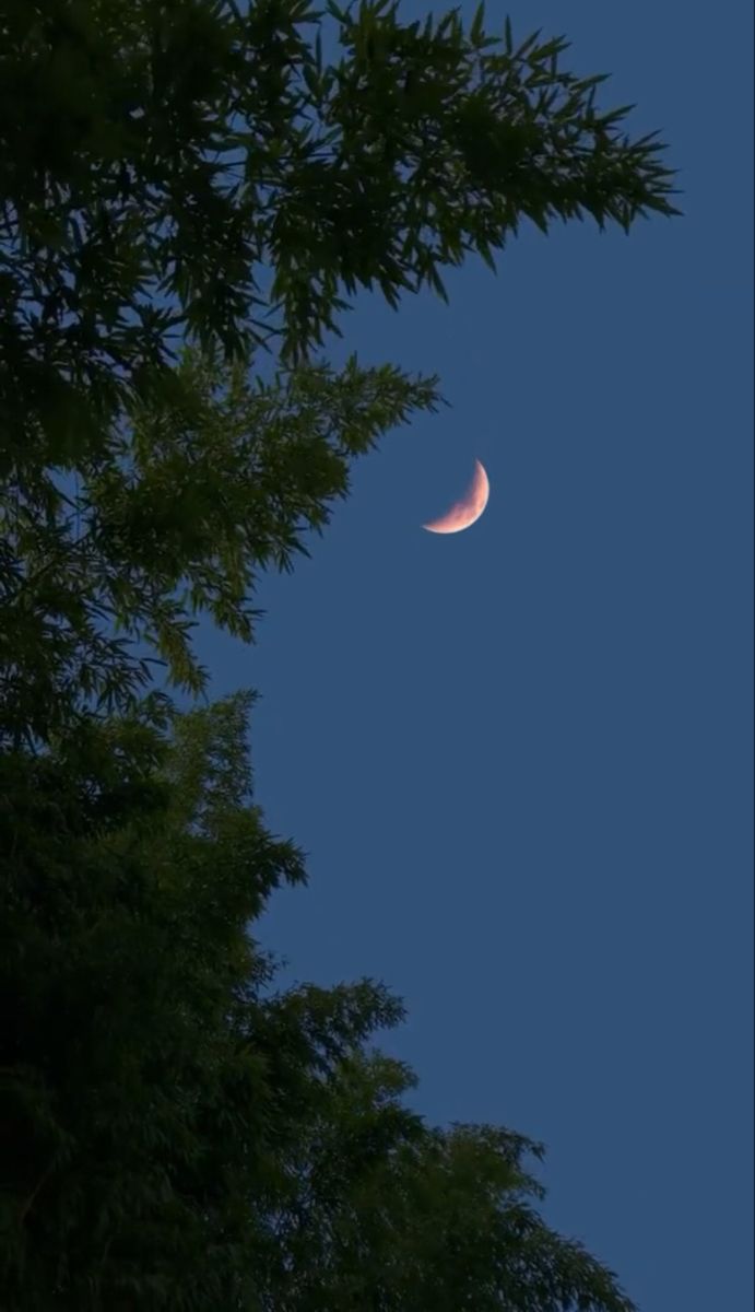 the moon is seen through some trees