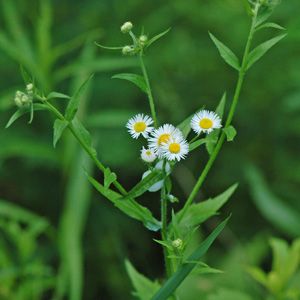 small white flowers with yellow centers on green stems in front of blurry grass background