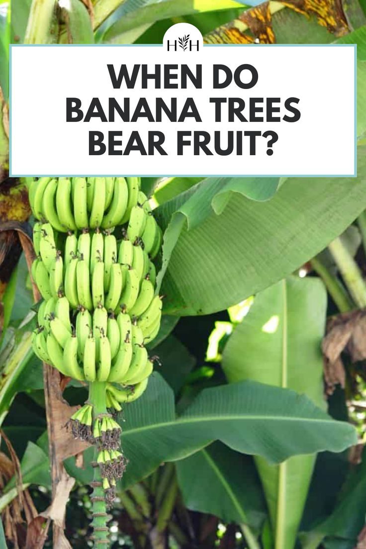 a bunch of bananas hanging from a tree with the words when do banana trees bear fruit?