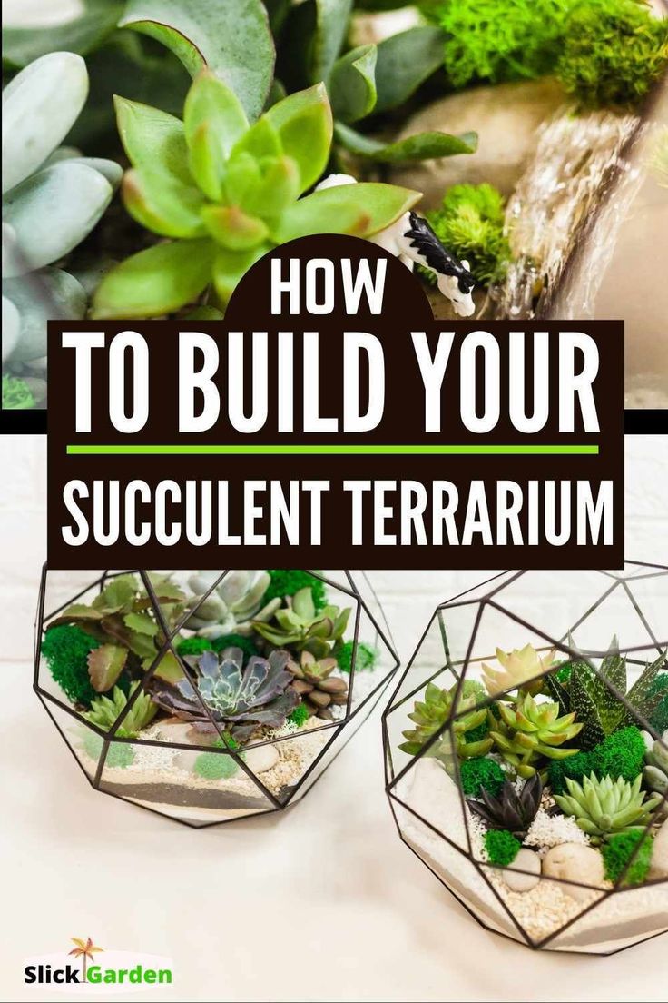 how to build your succulent terrarium