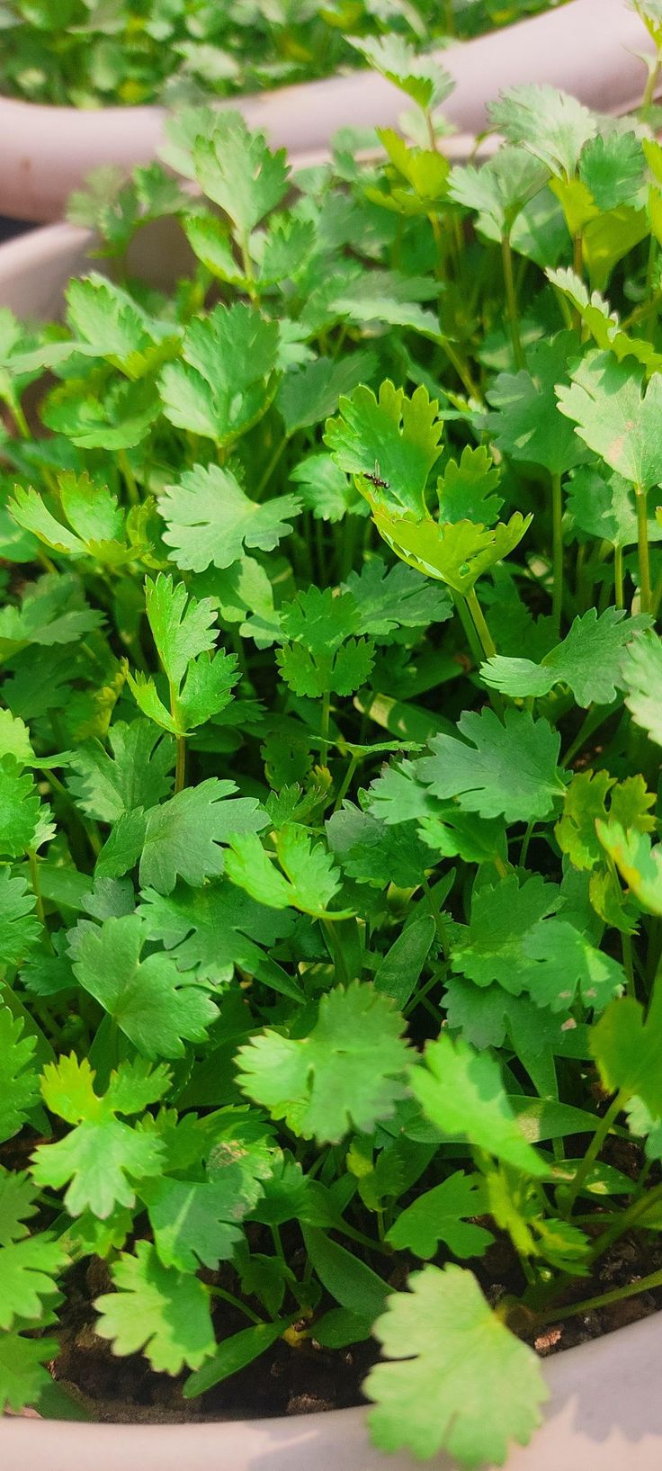 green plants are growing in pots on the ground, ready to be used as planters