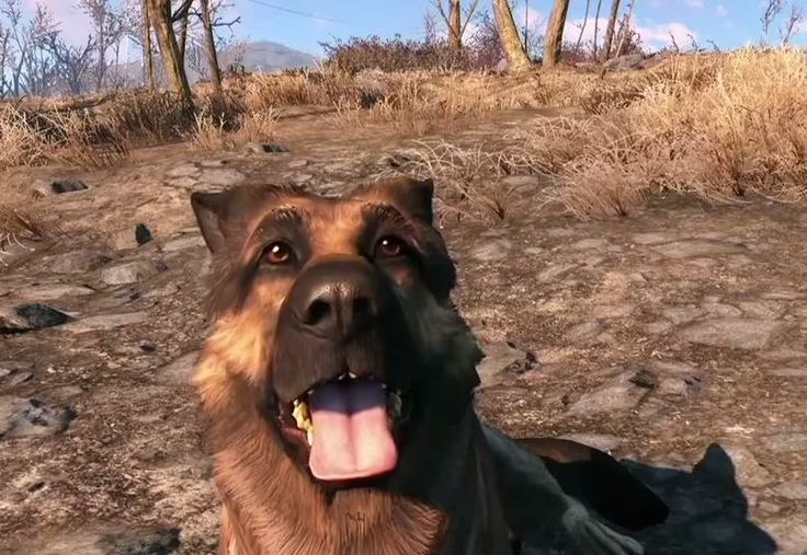 a large brown dog laying on top of a dirt field