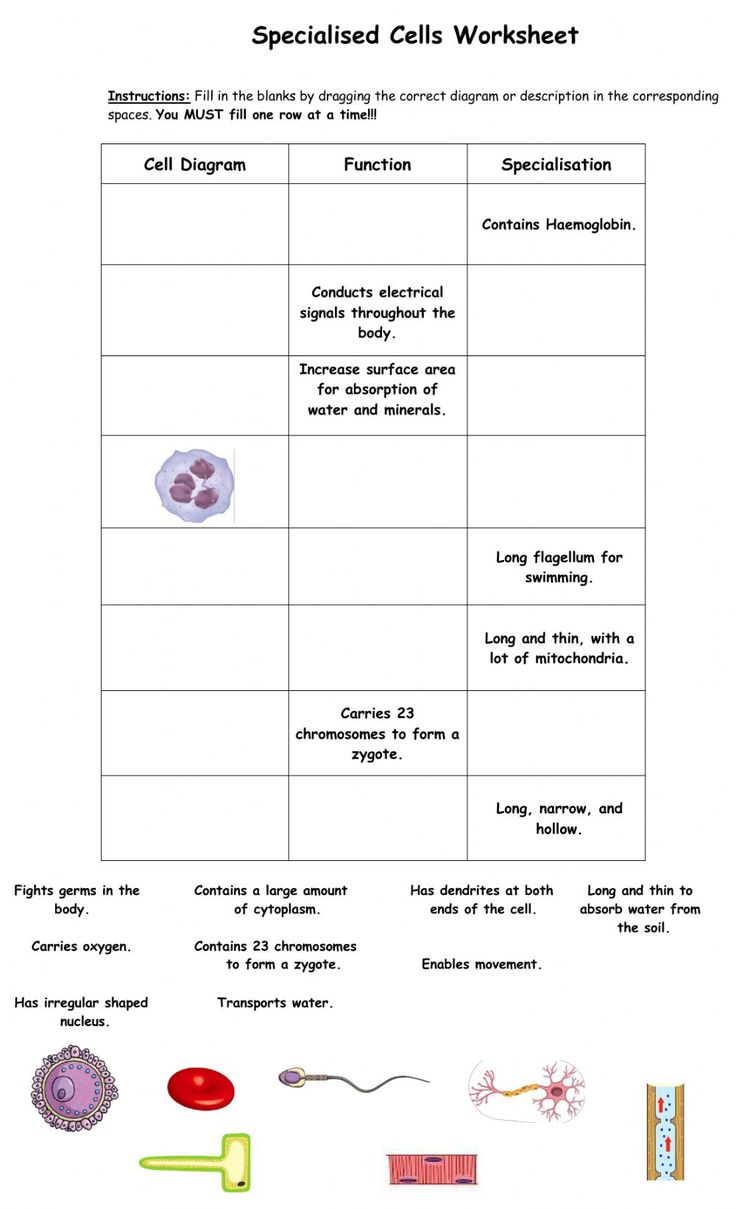 the worksheet for cell diagrams is shown in this diagram, which shows how cells are