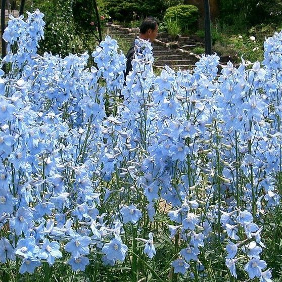 blue flowers are blooming in the grass near steps and trees, with a man walking up stairs behind them