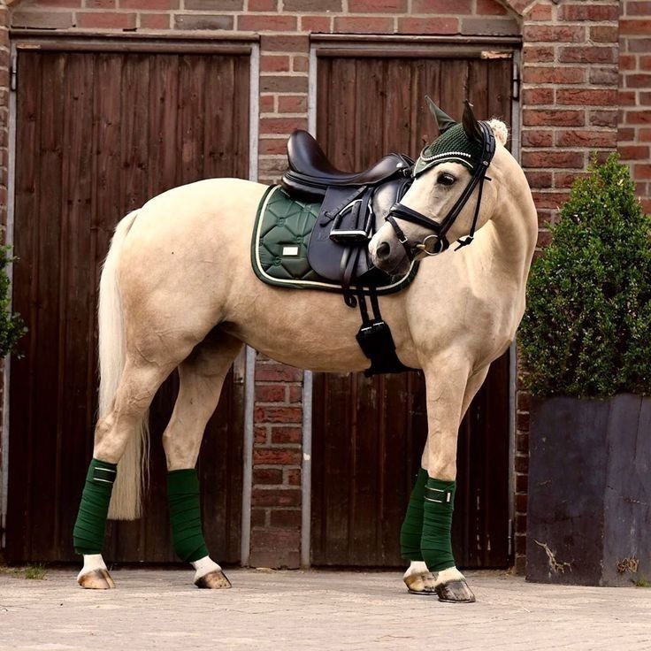 a white horse standing in front of a brick building with green socks on it's feet