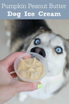 there is a dog eating out of a plastic container with food in it's mouth