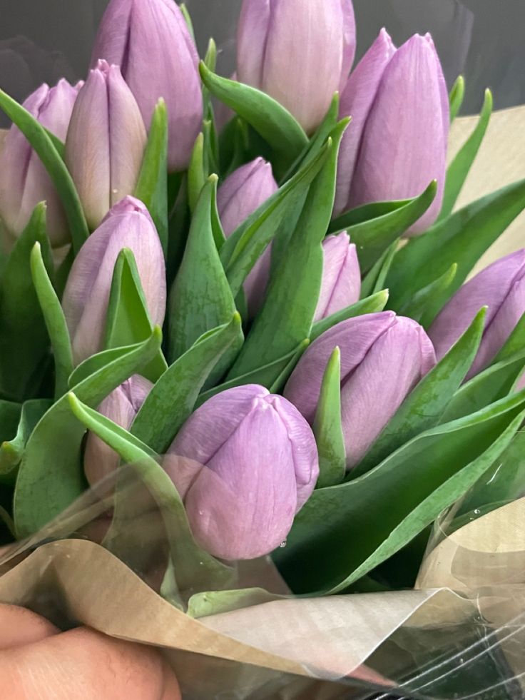 a bouquet of purple tulips in someone's hand