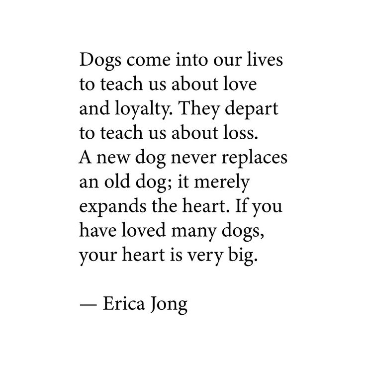 an image with the quote dogs come into our lives to teach us about love and lovinity