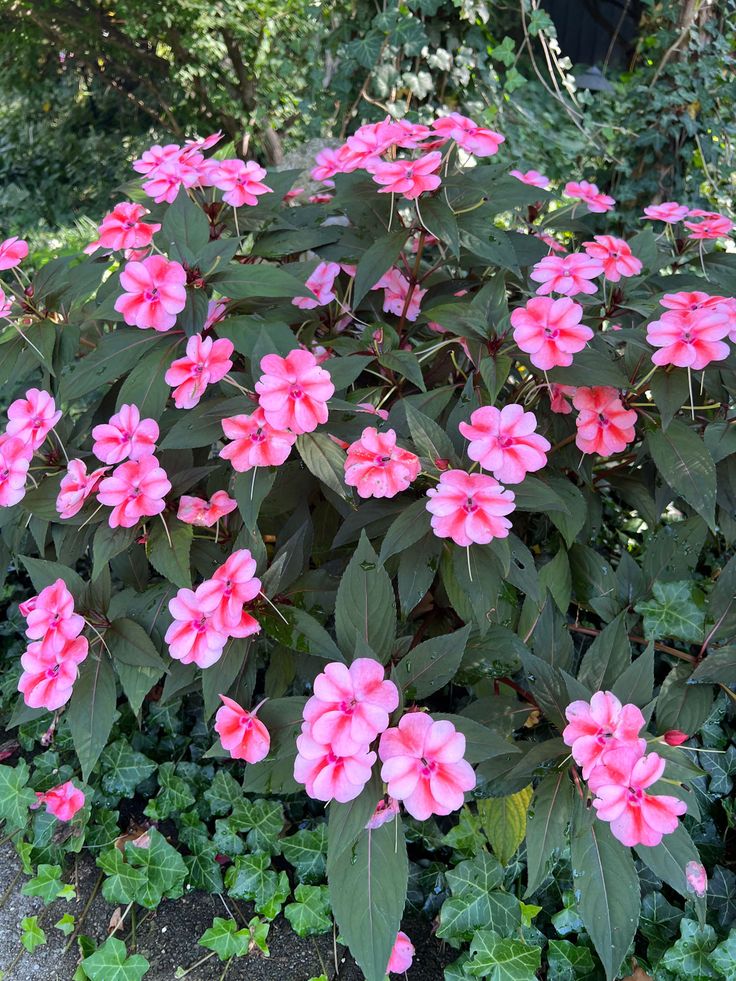 pink flowers are blooming in the garden