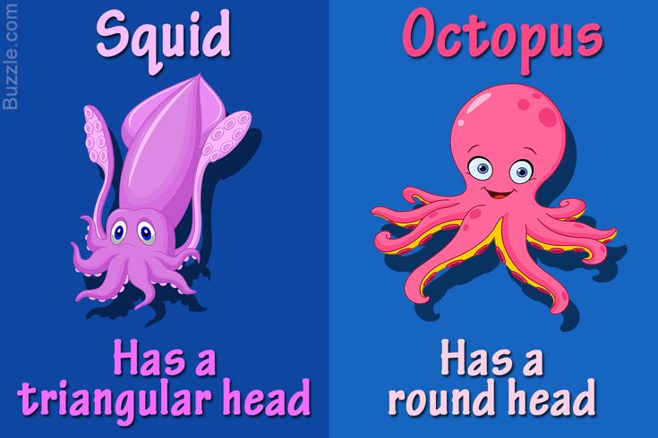 an octopus has a triangular head and a triangular head with two different types of heads