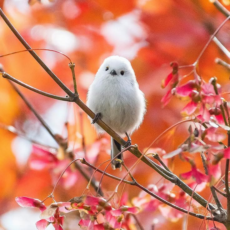 a white bird sitting on top of a tree branch in front of red and yellow leaves