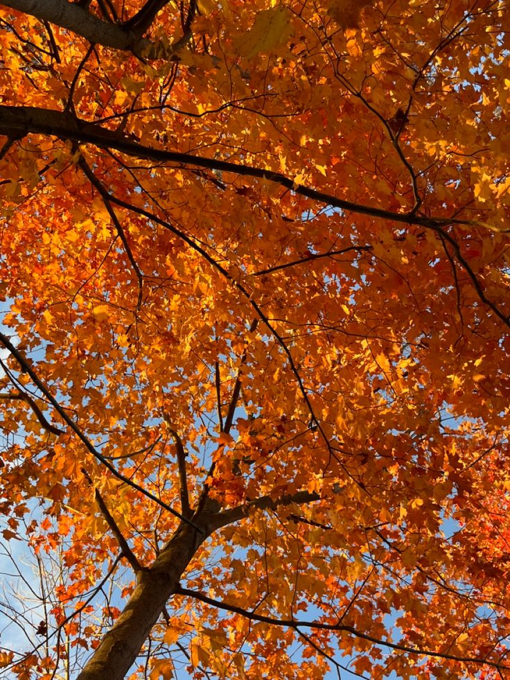 an orange tree with lots of leaves on it's branches and the sky in the background