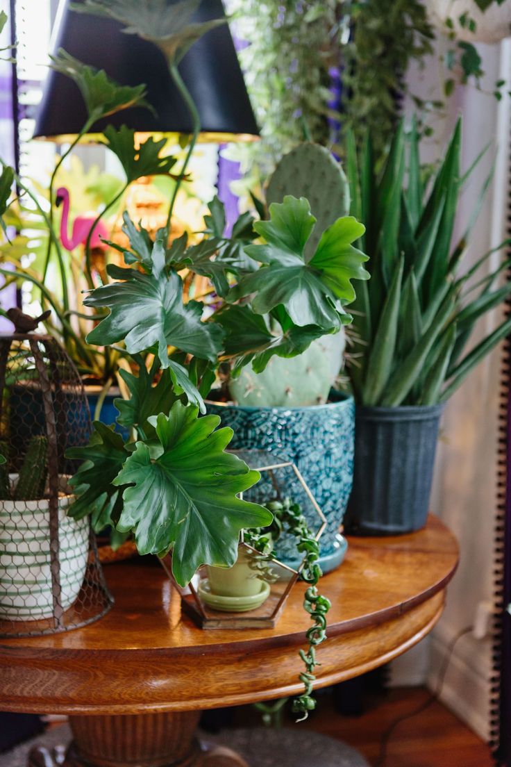 several potted plants sit on a table in front of a lamp and other decorations