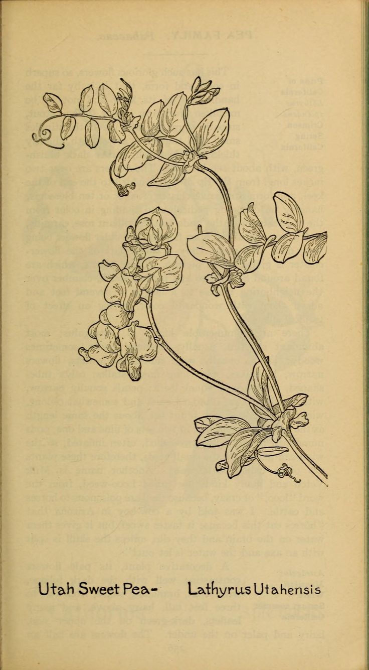 an old book with some flowers on top of it and the words uth sweet pea