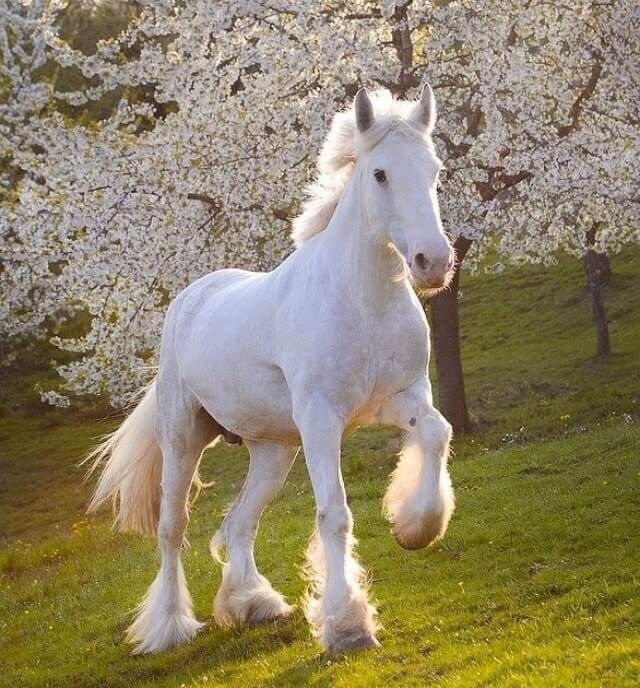 a white horse is running in the grass near some trees with blossoming flowers on it