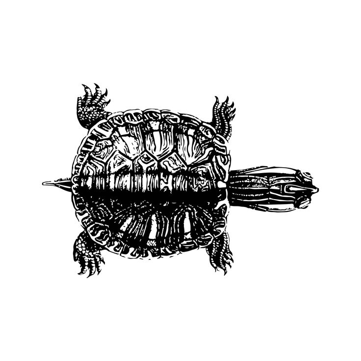 an ink drawing of a turtle swimming in the water