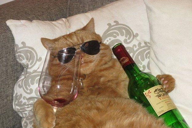 an orange cat laying on top of a bed next to a wine glass and bottle