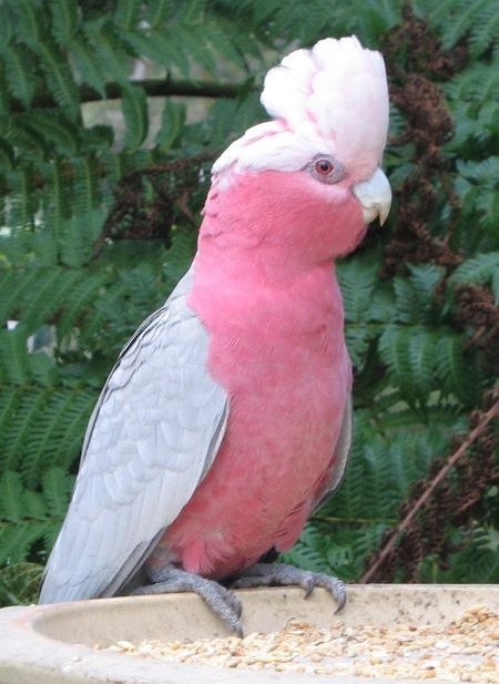 a pink and grey bird sitting on top of a bird bath