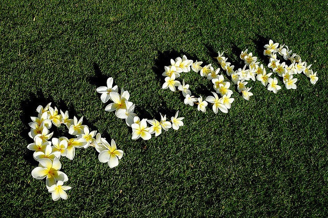 the word love spelled out with flowers on grass